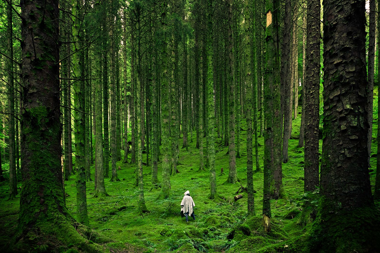 Waldweg